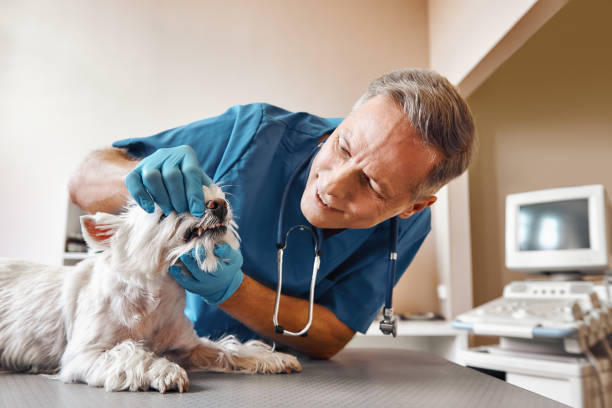 Best Emergency Dental Extractions in Greenville, OH